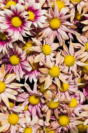 Basket of flowers 3の写真素材