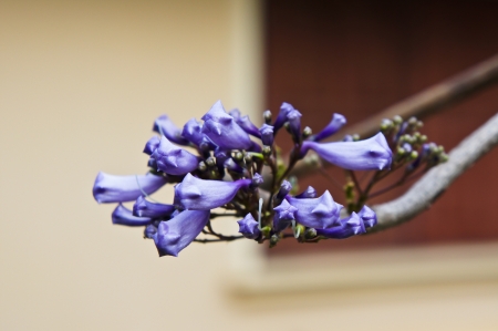 Brazilian rose wood 2の写真素材