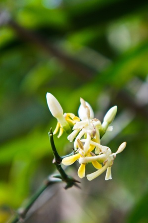 Randia siamensis Craibの写真素材