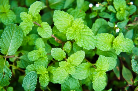 Metha cordifolia Opizの写真素材