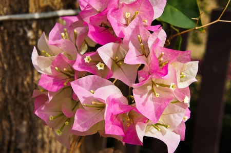 Bougainvillea hybrida 2の写真素材
