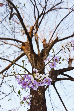 Cananga odorata 2の写真素材