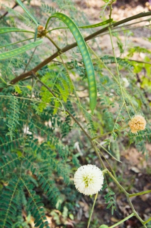 Leucaena glauca Benthの写真素材
