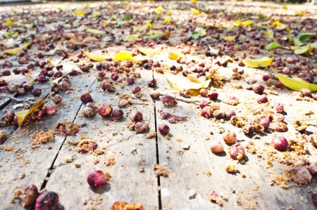 seed on wood 2の写真素材