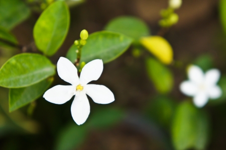 Jasminum Auriculatum   の写真素材