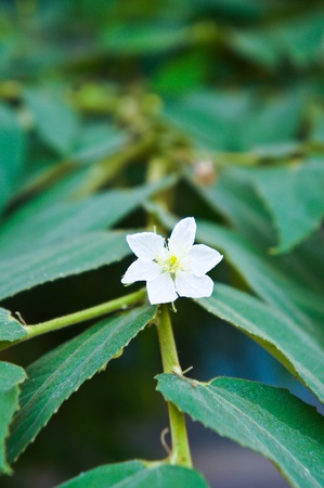 Muntingla calabura の写真素材