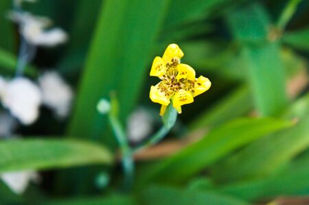 Dutch Iris flowerの写真素材