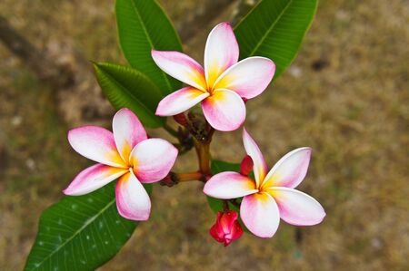  Plumeria 2の写真素材