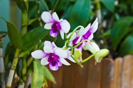 Purple and white orchidの写真素材