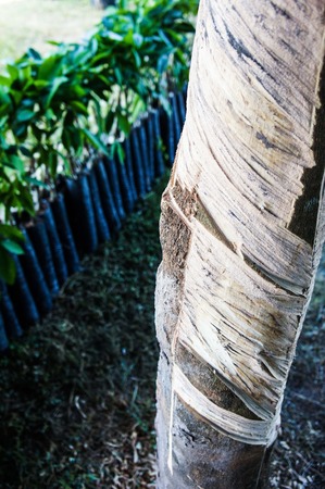  Hevea brasiliensisの写真素材