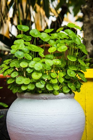 Water Pennywort 3の写真素材
