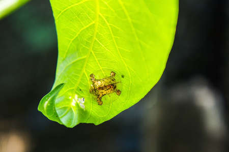 Beetles on leafの写真素材
