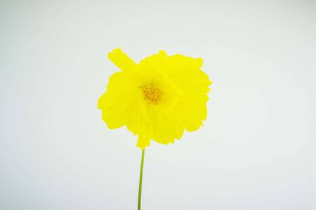 cosmos の写真素材