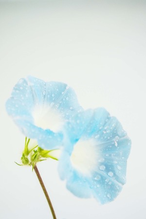 morning gloryの写真素材