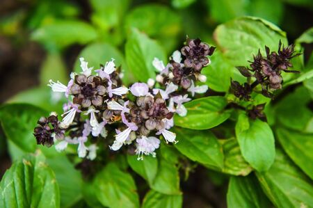 Ocimum basilicum Linn の写真素材