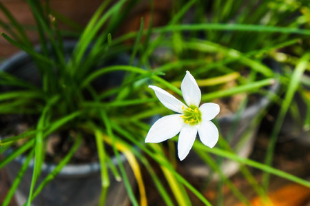 Zephyranthes rosea Lindl flowers