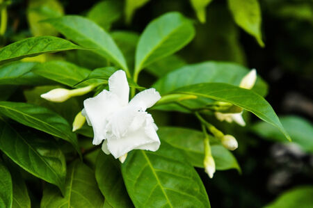 Gardenia jasminoidesの写真素材