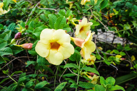 Allamanda cathartica