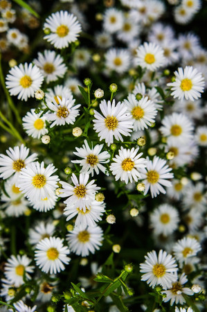 Gypsophila 2の写真素材