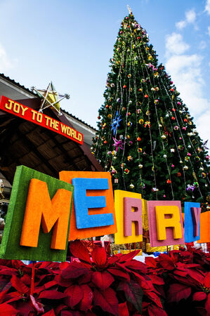 Christmas tree の写真素材