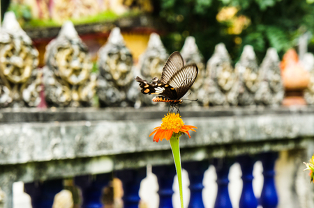 Butterflies and flowersの写真素材