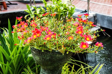 Pusleyの写真素材