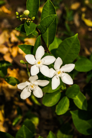Jasminum Auriculatumの写真素材