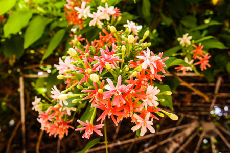 Rangoon creeperの写真素材