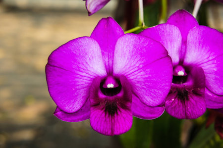 Purple orchidの写真素材
