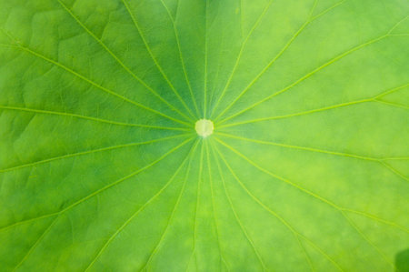 Lotus leaveの写真素材