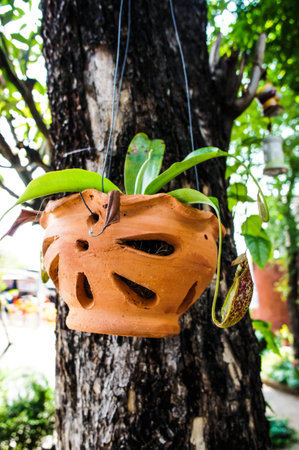 Nepenthesの写真素材