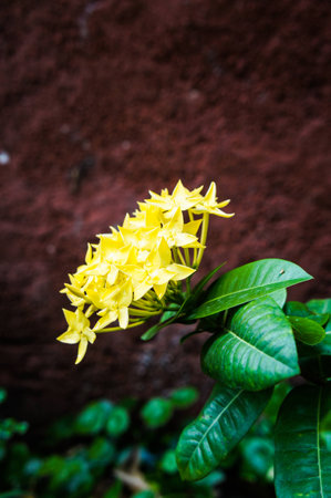 Yellow ixoraの写真素材