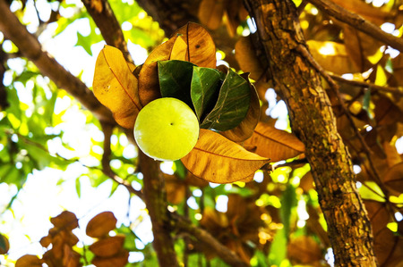 Star Appleの写真素材