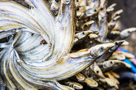 Dried fish 5の写真素材