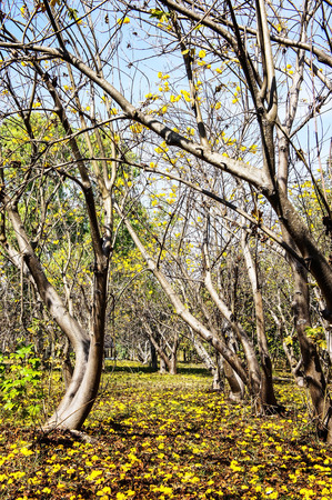 Cochlospermum regium 5の写真素材