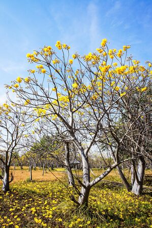 Cochlospermum regium 2の写真素材