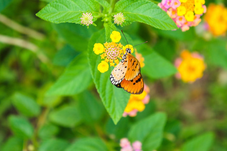 Lantana camara and orange butterflyの写真素材