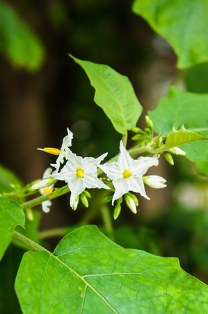 Eggplant flowersの写真素材