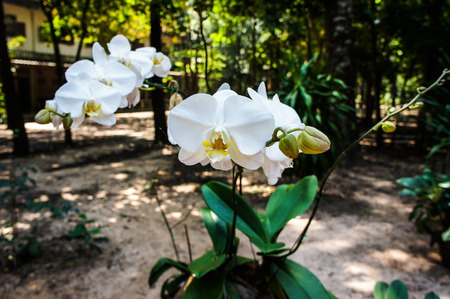 White orchidの写真素材