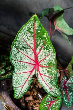 Fancy Leaved Caladiumの写真素材