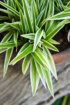 Spider Plant
