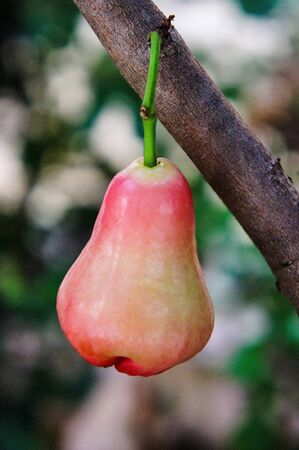 Rose appleの写真素材