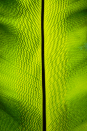 Asplenium nidus