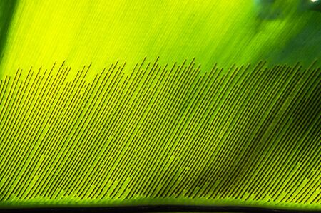 Asplenium nidus