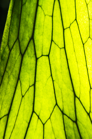 Green leaves background