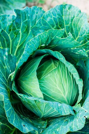 Kale plants close upの写真素材