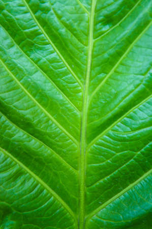 Green leaves backgroundの写真素材
