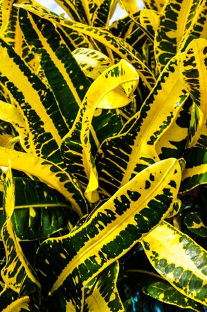 Croton