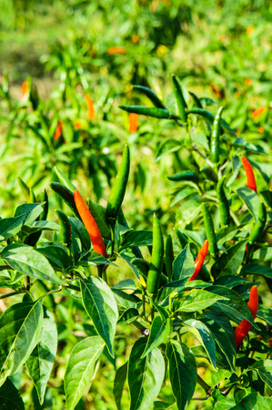 Pepper in a gardenの写真素材