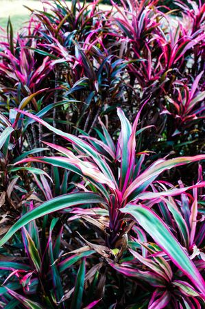 Ti plantの写真素材